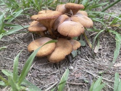 Desarmillaria caespitosa