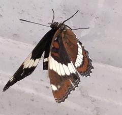 Limenitis arthemis arthemis