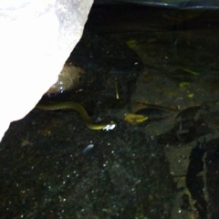 Fowlea flavipunctata