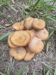Desarmillaria caespitosa