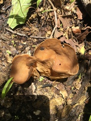 Helvella acetabulum