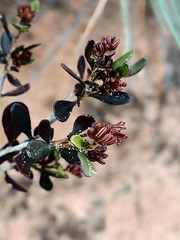 Dodonaea bursariifolia