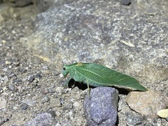 Microcentrum californicum