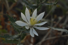 Mentzelia decapetala