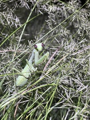 Stagmomantis limbata