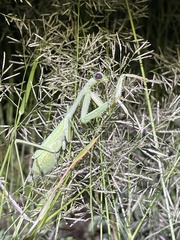 Stagmomantis limbata