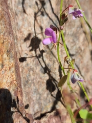 Desmodium grahamii