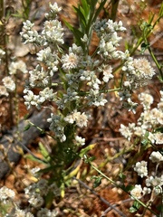 Pseudognaphalium californicum