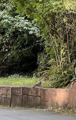 Columba palumbus palumbus