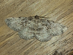 Melanolophia canadaria