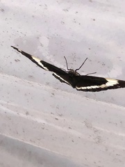 Limenitis arthemis arthemis