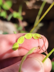 Desmodium grahamii