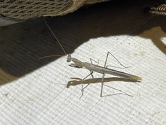 Litaneutria ocularis