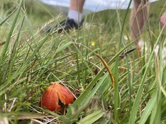 Hygrocybe intermedia