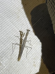 Litaneutria ocularis