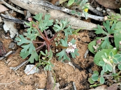 Trachymene cyanopetala