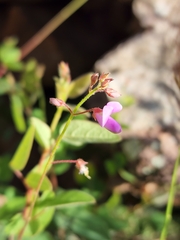 Desmodium grahamii