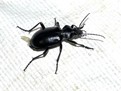 Calosoma peregrinator