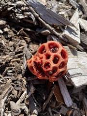 Clathrus ruber