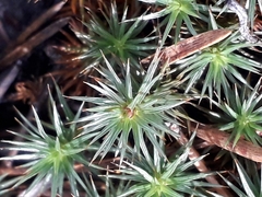 Polytrichum