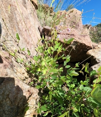 Desmodium grahamii
