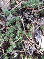 Polytrichum