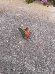 Platycercus icterotis