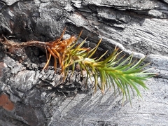 Polytrichum