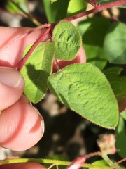 Desmodium grahamii