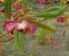 Dodonaea viscosa
