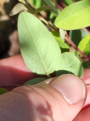 Desmodium grahamii