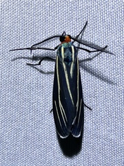 Ctenucha venosa