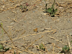 Ochlodes agricola