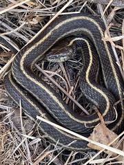 Thamnophis elegans terrestris