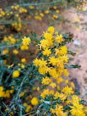 Acacia acanthoclada