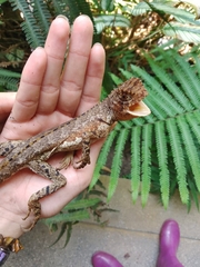 Uranoscodon superciliosus