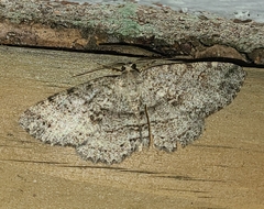 Melanolophia canadaria