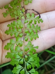 Odontosoria aculeata