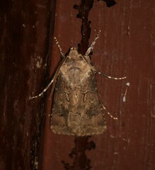 Agrotis bigramma