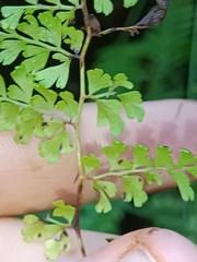 Odontosoria aculeata