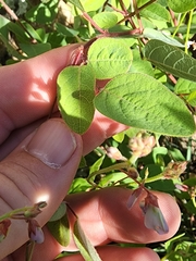 Desmodium grahamii