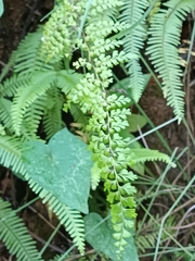 Odontosoria aculeata