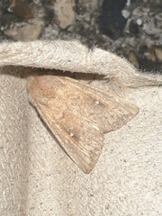 Mythimna albipuncta