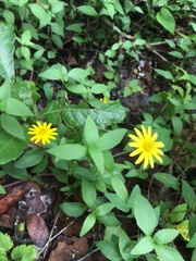 Melampodium montanum