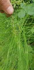 Equisetum telmateia