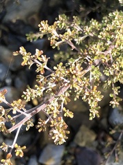 Pultenaea