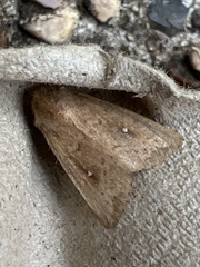 Mythimna albipuncta