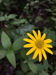 Melampodium montanum