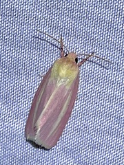 Heliocheilus