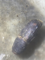 Sitophilus